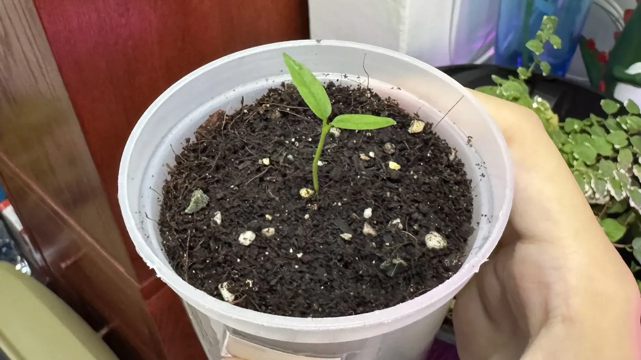 Chili padi seedling in a round plastic pot