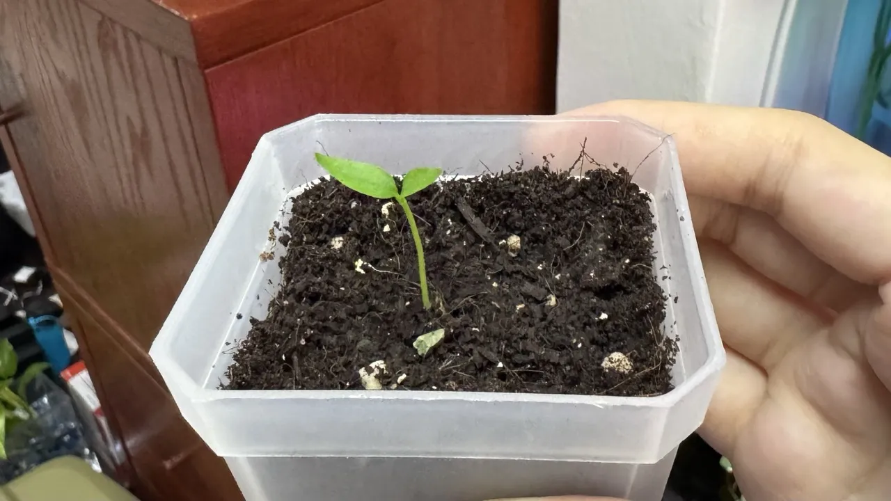 Chili padi seedling in a square plastic pot