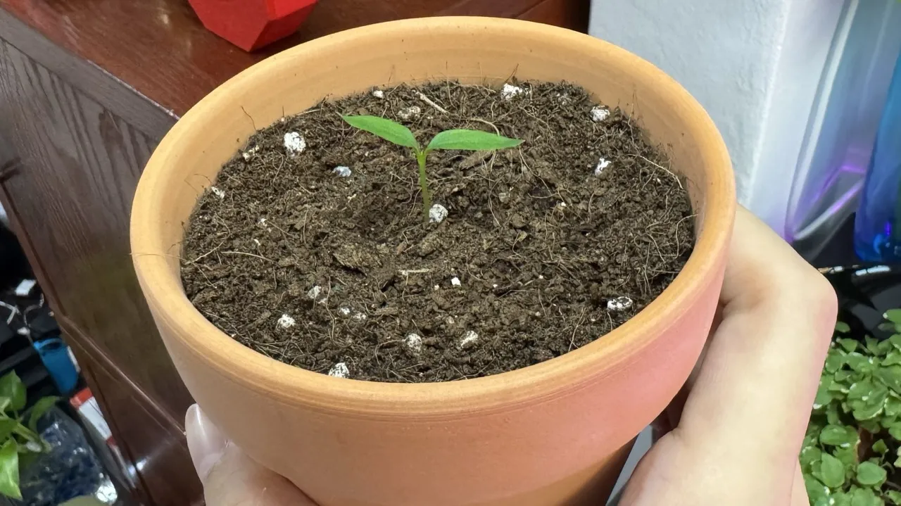 Chili padi seedling in a terracotta pot