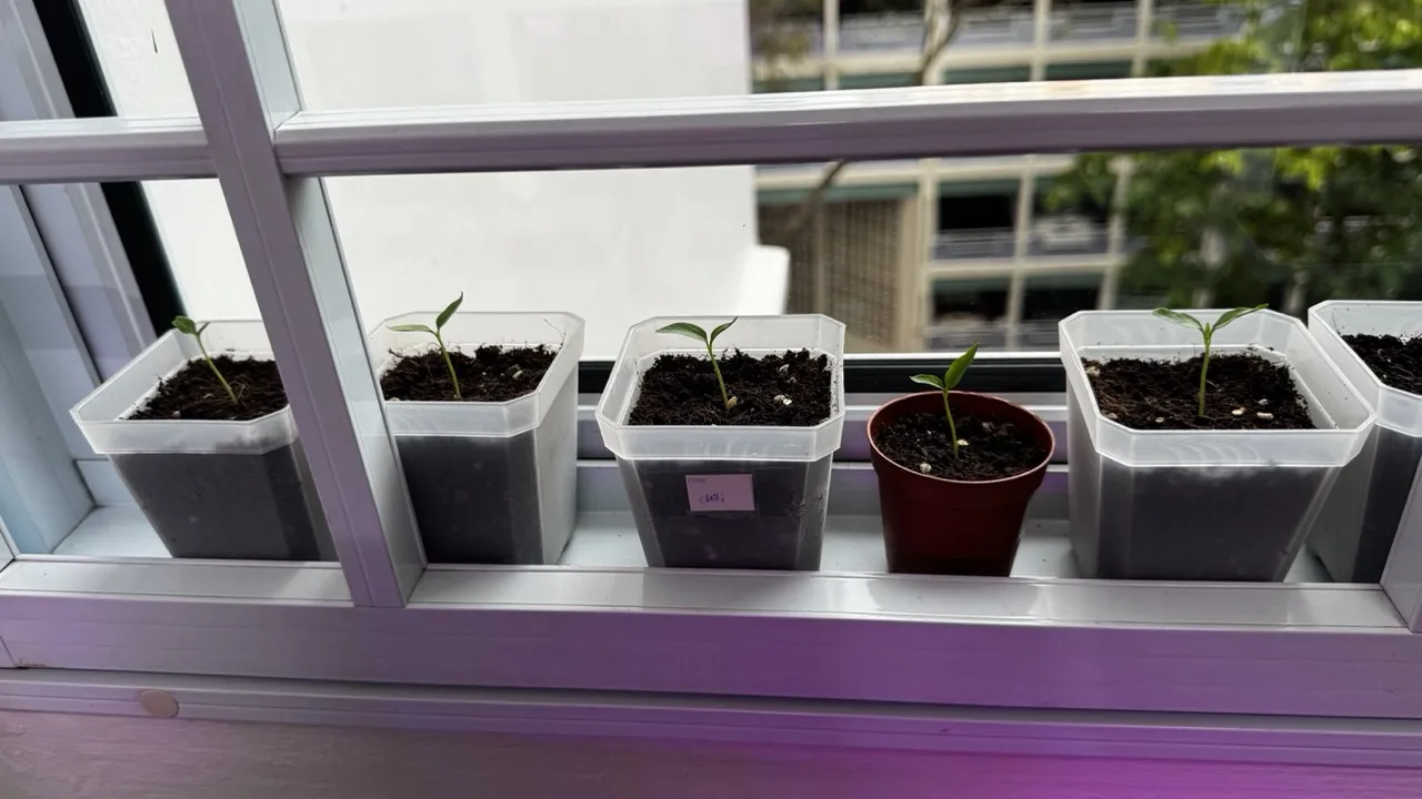 Chili padi seedlings by the window sill