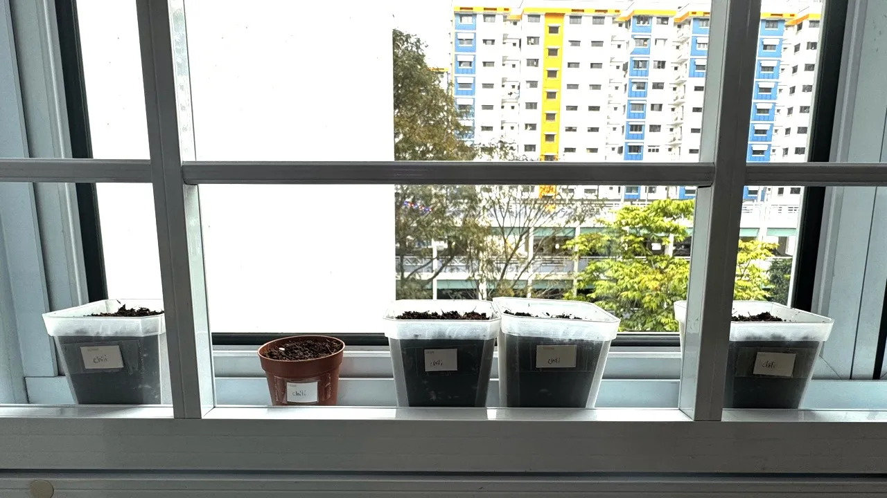 Chili padi pots by the windowsill