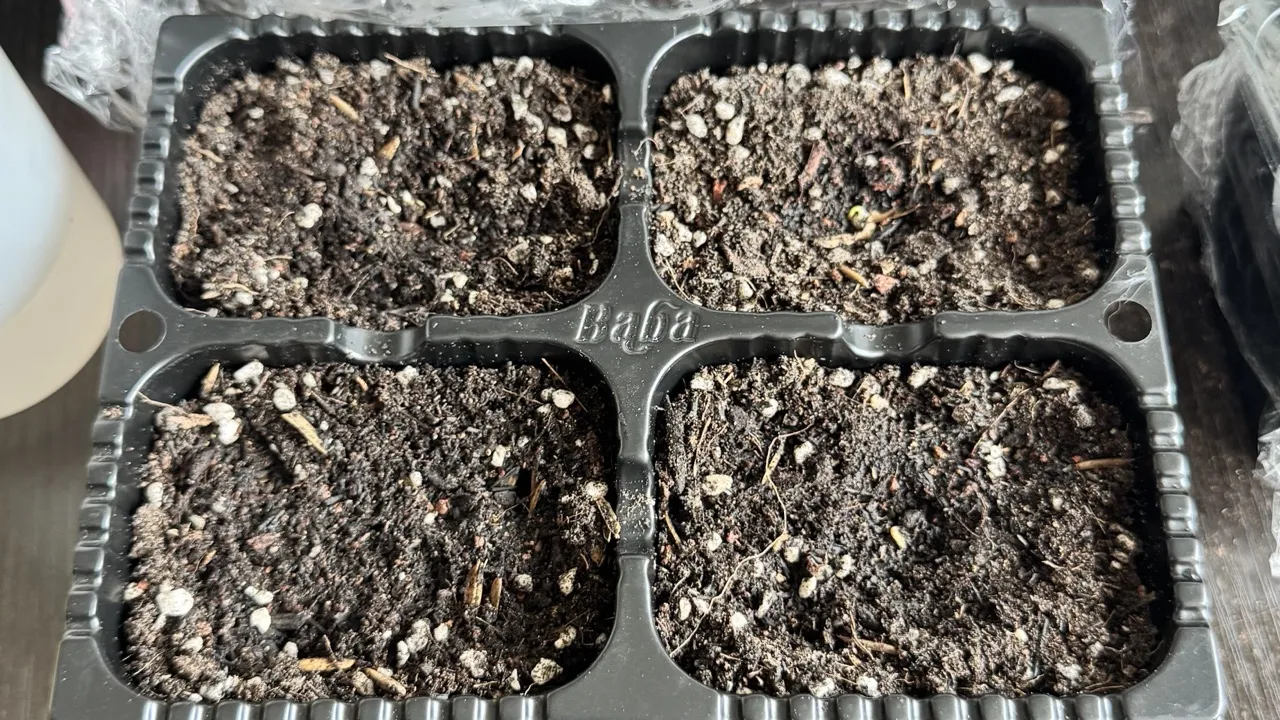 Chilli padi seeds germinated in the seedling tray