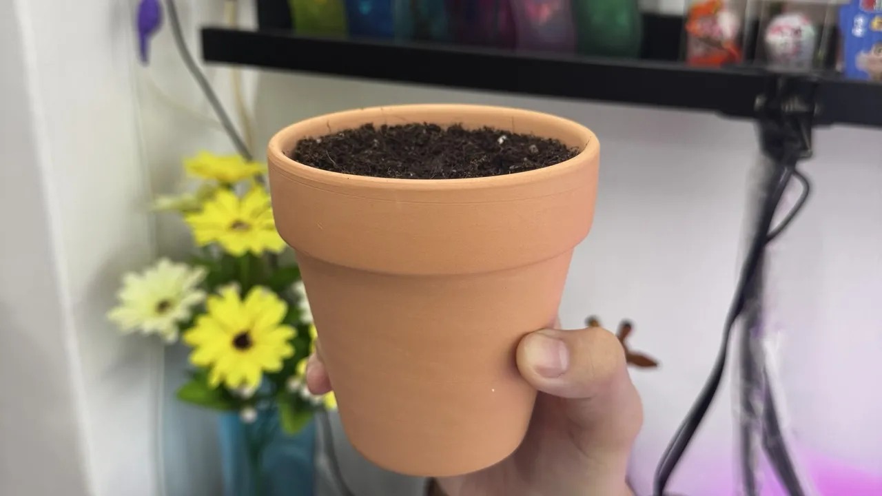 Chili padi seed in a terracotta pot