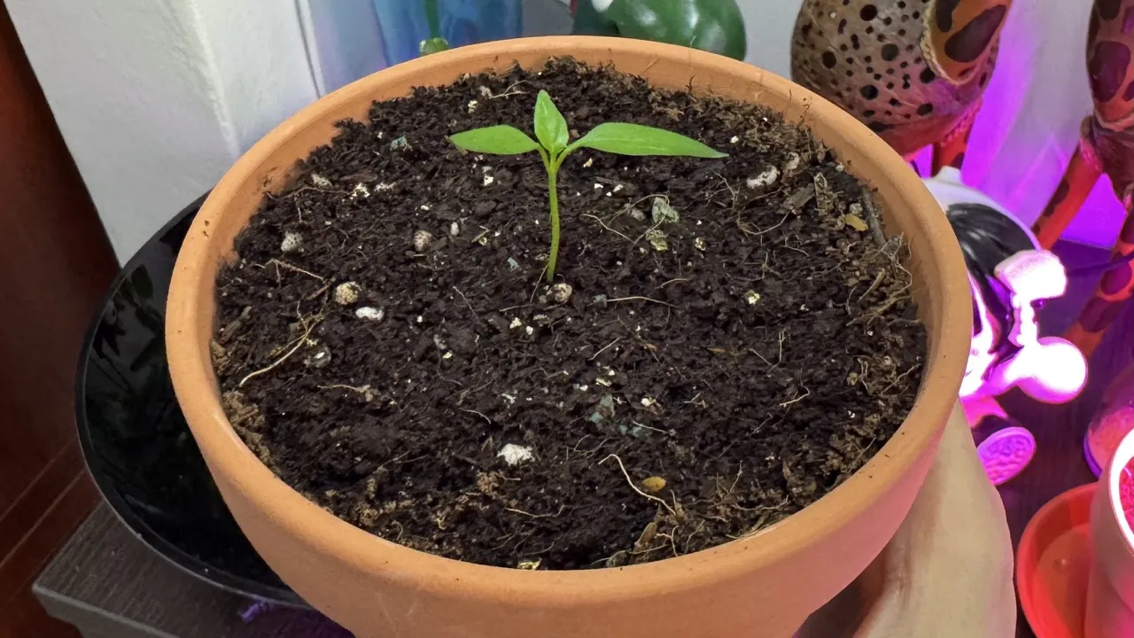 The oldest chili padi seedling of this batch