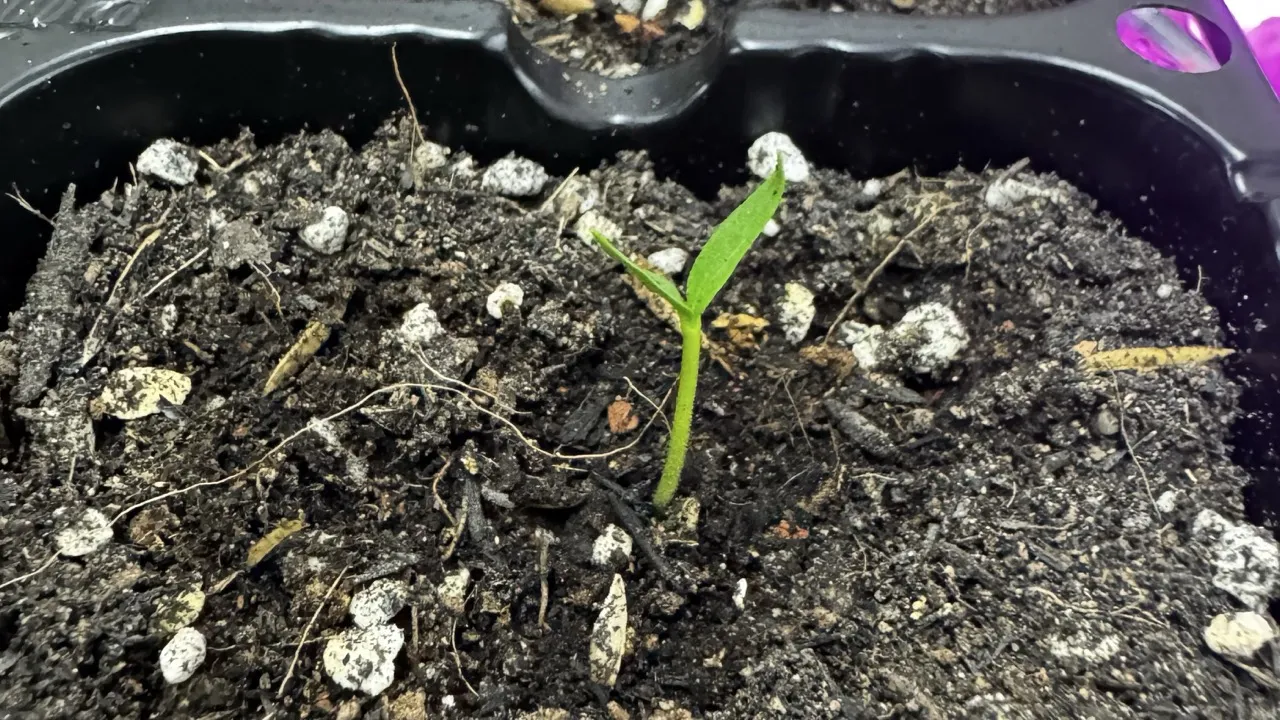 Chili padi seedling with the first set of leaves