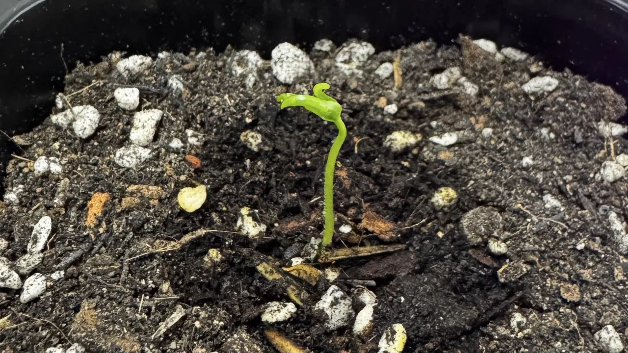 Seedling with three leaves