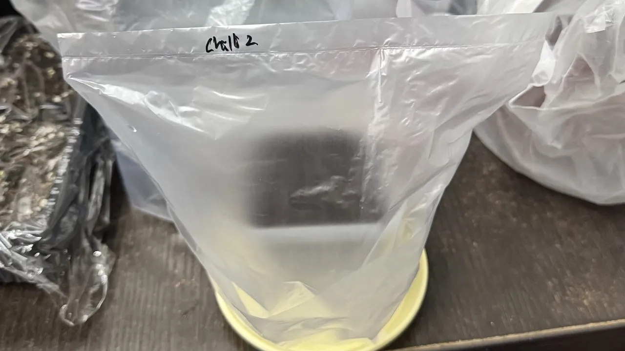 Chilli padi seed 2