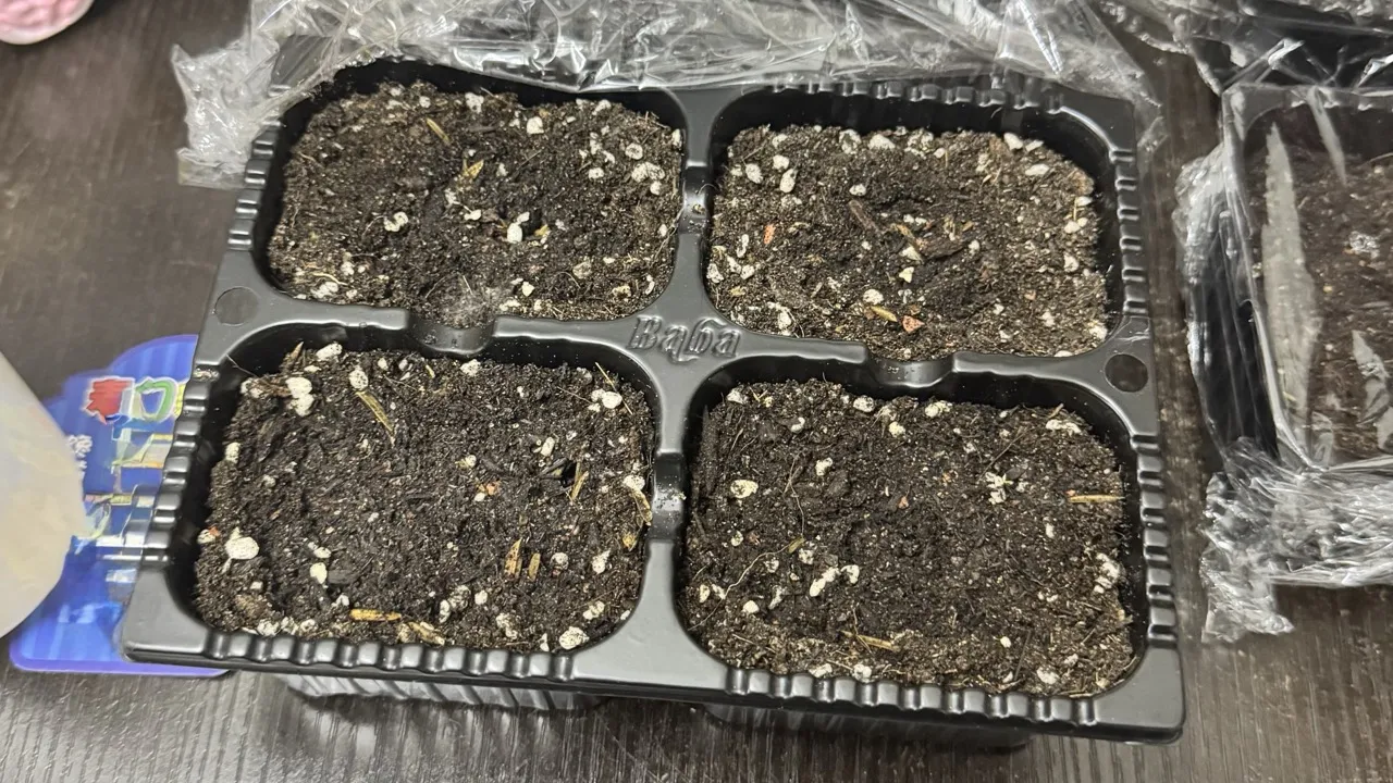 Chilli seeds sown in seedling trays